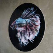 Glasschilderij Betta Fish | Rond 100cm