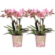 Kolibri Orchids I COMBI DEAL van 2 oud roze Phalaenopsis orchideeën - ...