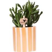 Kolibri Greens | succulent Crassula Hobbit + Painted Stripe pot oranje...