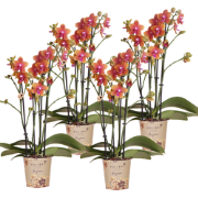 Kolibri Orchids I COMBI DEAL van 4 geurende oranje Phalaenopsis orchid...