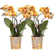 Kolibri Orchids I COMBI DEAL van 2 Phalaenopsis orchideeën - Las Vegas...