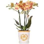 Kolibri Orchids | oranje orchidee Jamaica + Malaga sierpot oranje - po...