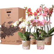 Kolibri Orchids - Surprise box mix - planten voordeel box - verrassing...