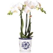 Kolibri Orchids | witte orchidee Amabilis + Malaga sierpot blauw - pot...