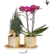 Kolibri Company | Plantenset Diamond Pearl Kerst Goud | Paarse Phalaen...