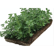 Plantenmat vasteplanten Kattenkruid Nepeta prijs per 1m2 cm Covergreen