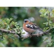 Vink mannetje 70x50cm Tuinschilderij