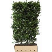 Ilex meserveae Blue Maid hoogte 120