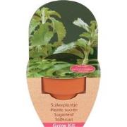 2 Zaailingkits van STEVIA met terracotta pot