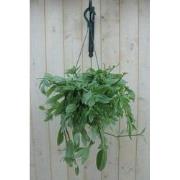 Hangplant Tradescantia wit groen