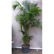 Kamerpalm Kentiapalm 300 cm kamerplant