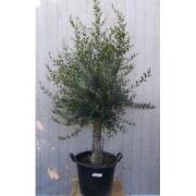 Olijfboom Olea 180 cm Dikke Stam