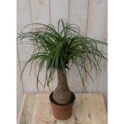 Kamerplant Olifantspoot 60 cm