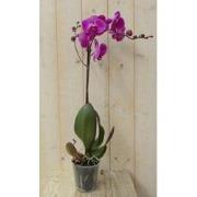 Vlinderorchidee Luxe Tak roze 80 cm