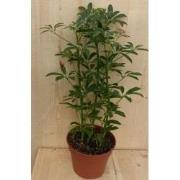 Schefflera Vingersboom Bont 60 cm