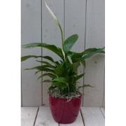 Lepelplant Spathiphyllum rode pot 40 cm