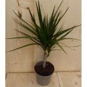 Drakenbloedboom Dracaena Marginata Smal Blad 30 cm