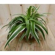 2 stuks! Chlorophytum ocean