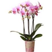 Kolibri Orchids | Roze Phalaenopsis orchidee - Mineral Rotterdam - pot...