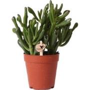 Kolibri Greens | Groene plant - Succulent Crassula Hobbit -  groene ka...