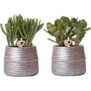 Kolibri Greens | Succulenten set van 2 planten in zilveren groove sier...