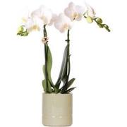 Kolibri Orchids | witte Phalaenopsis orchidee - Amabilis + Pastel pot ...