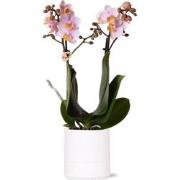 Kolibri Orchids | Roze phalaenopsis orchidee - Andorra + Pastel pot wh...