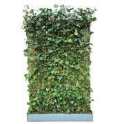 Hedera Hibernica scherm 120x180 cm Warentuin Natuurlijk