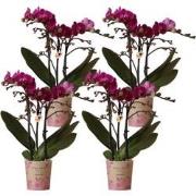 Kolibri Orchids | COMBI DEAL van 4 paarse phalaenopsis orchideeën - Mo...