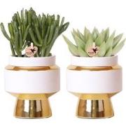 Kolibri Greens | Succulenten set van 2 planten in gouden Le Chic sierp...