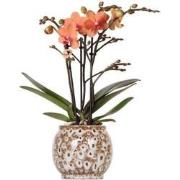 Kolibri Orchids | Oranje Phalaenopsis orchidee - Mineral Bolzano + Saf...