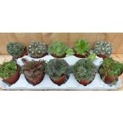 Vetplanten sedum 10 potjes per tray kleur mix