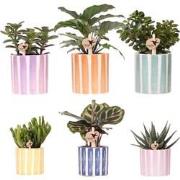 Kolibri Greens | Mix van groene planten + Painted Stripe sierpotten - ...