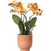 Kolibri Orchids | Oranje phalaenopsis orchidee Las Vegas in cognac kle...