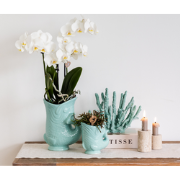 Kolibri Orchids | Planten set Fish Turquoise | Set met witte Phalaenop...