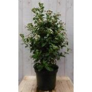 Viburnum Tinus 80 cm