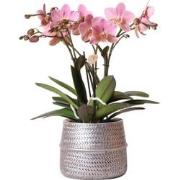 Kolibri Orchids | Roze Phalaenopsis orchidee  Treviso in Groove pot zi...