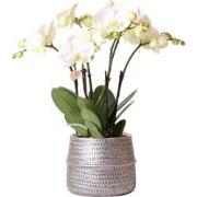 Kolibri Orchids | Witte phalaenopsis Ghent orchidee in Groove sierpot ...