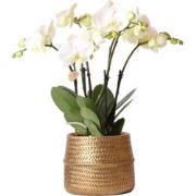 Kolibri Orchids | Witte phalaenopsis Jewel Ghent orchidee in goud kleu...