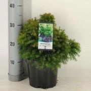 Cryptomeria jap monstrosa nana 45 cm