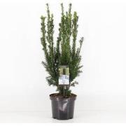 Taxus media hillii 50-60 cm