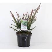 Podocarpus lawrencei red tip