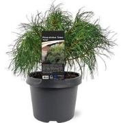 Pinus strobus Green Twist 25-30 cm Conifeer