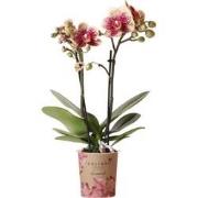 Kolibri Orchids | Geel rode phalaenopsis orchidee - Spain - potmaat Ø9...