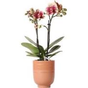 Kolibri Orchids | Geel rode Phalaenopsis orchidee - Spain + Glazed sie...