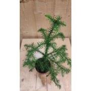 Araucaria Kamerden klein kamerplant