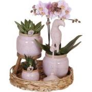 Kolibri Company | Gift set Romantic| Plantenset met roze Phalaenopsis ...