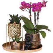 Kolibri Company | Gift set Hotel Chic| Plantenset met paarse Phalaenop...