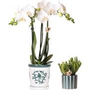 Kolibri Orchids | Set van witte orchidee Amabilis in Malaga pot en suc...