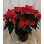 Kerstster 50cm rood